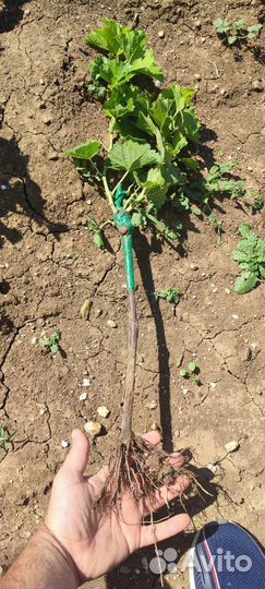 Саженцы винограда технических сортов