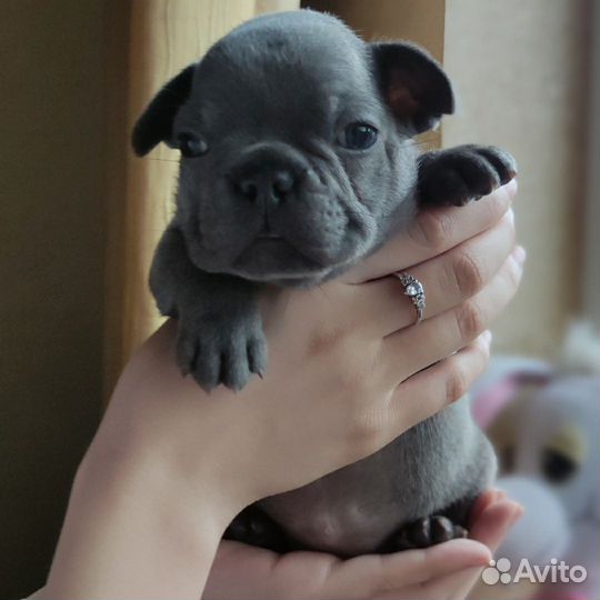 Французский бульдог
