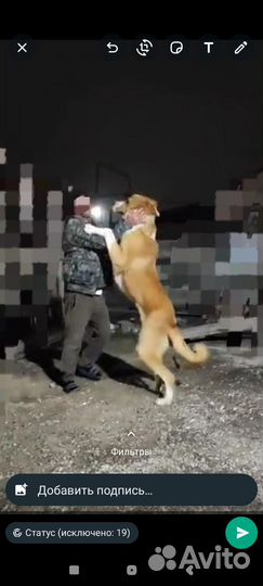 Вязка алабай