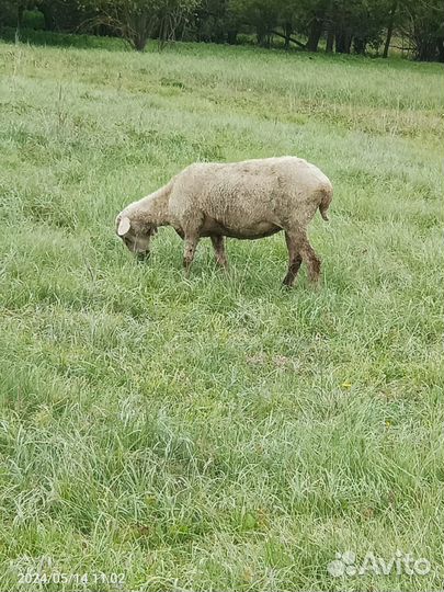 Продаются овцы на племя