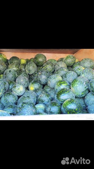 Арбуз холодок