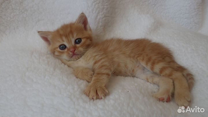 Котята метисы