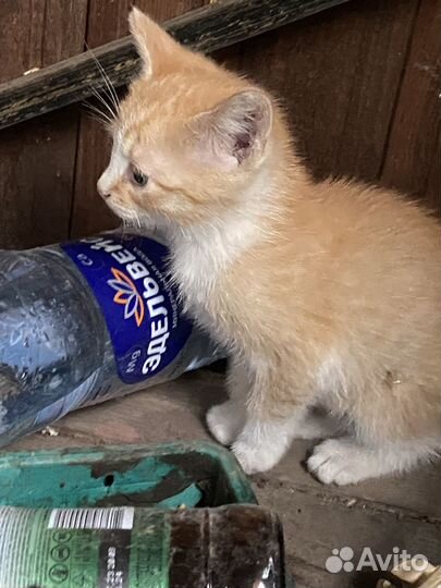 Котята девочка