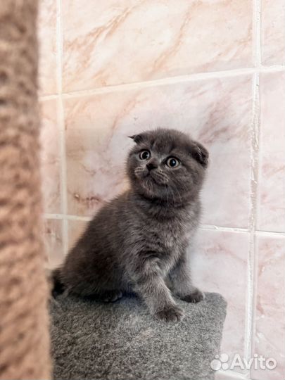 Вислоухие котята