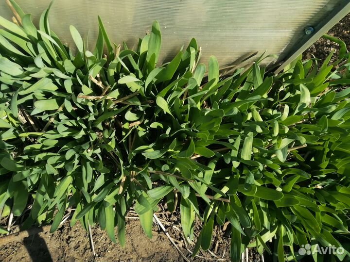 Лук слизун, лук на зелень (не батун )