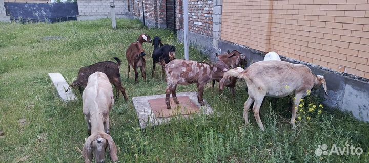 Козы нубийские