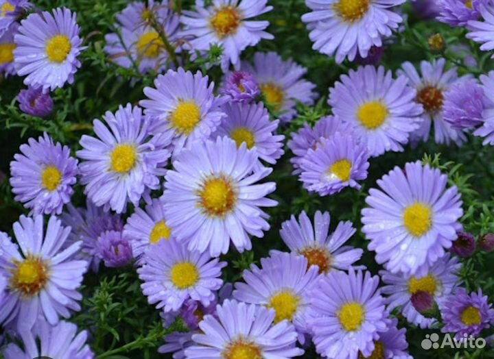 Астра многолетняя (сентябринка )