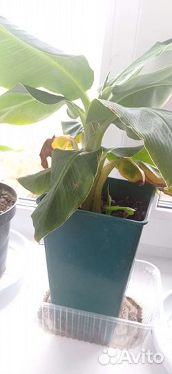 Банановая пальма