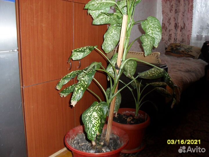 Комнатное растение,диффенбахия