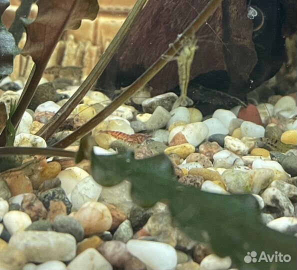 Аквариумные креветки асорти