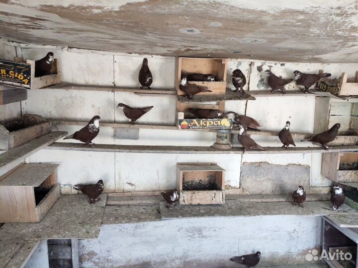 Голуби Артамоны