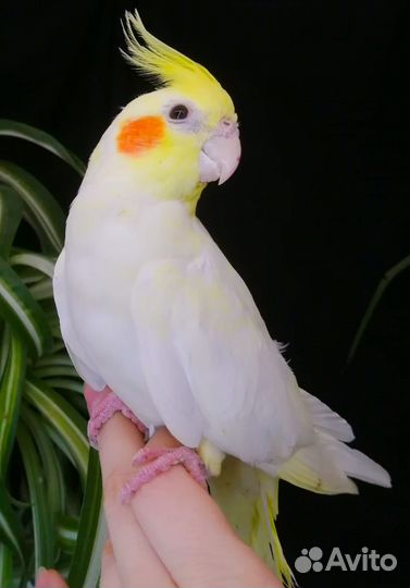 Птенцы попугая корелла и выкормыши