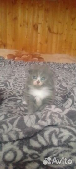 Котята в добрые руки бесплатно