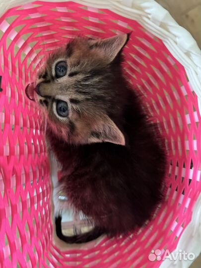 Котята 1,5 месяца