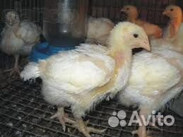 Молодняк птицы 2023 год