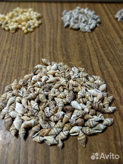 Ракушки мелкие для декора, поделок