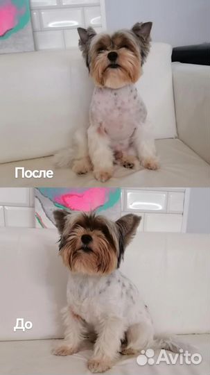 Груминг, стрижка собак и кошек