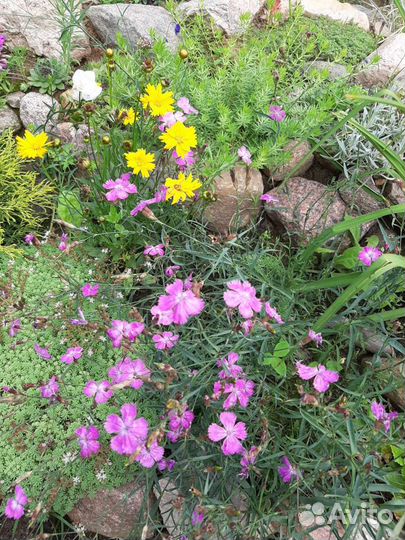 Гвоздика перистая, травянка и другие цветы