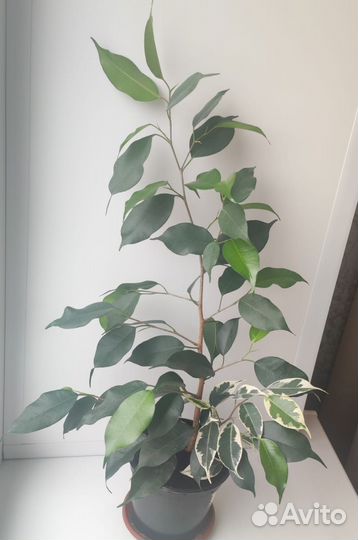 Фикусы бенджамина