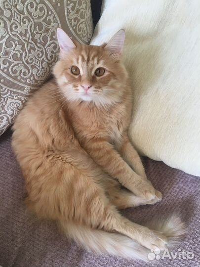 Рыжий кот
