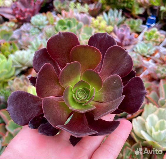 Эониум, aeonium, суккуленты, растения. 15 сортов
