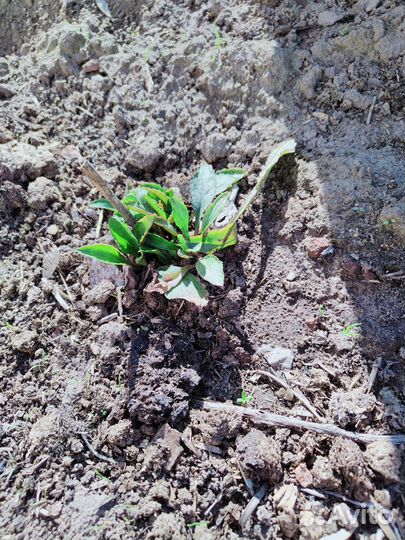 Ромашка сортовая крупная