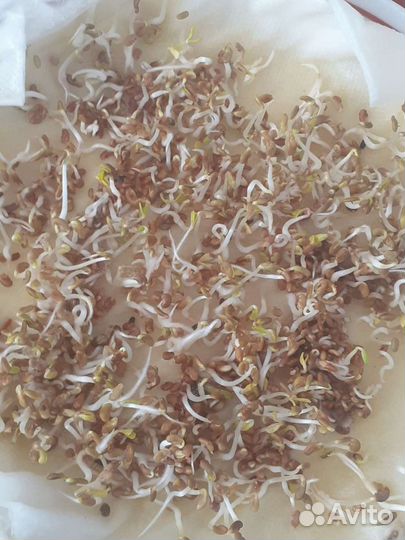 Семена люцерны