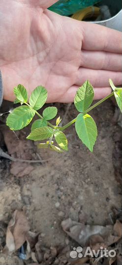 Грецкий Орех