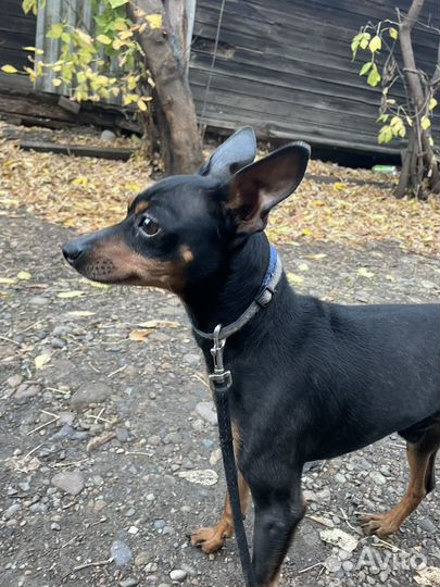 Цвергпинчер