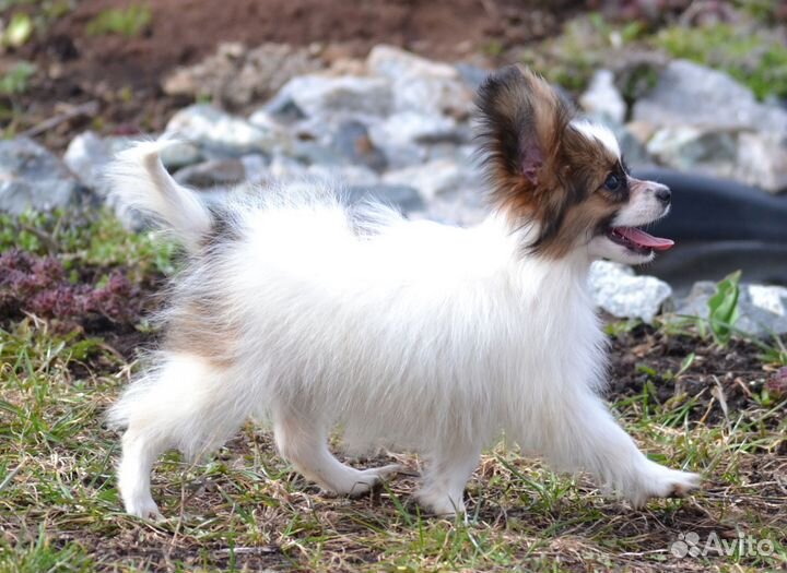 Папийон девочка