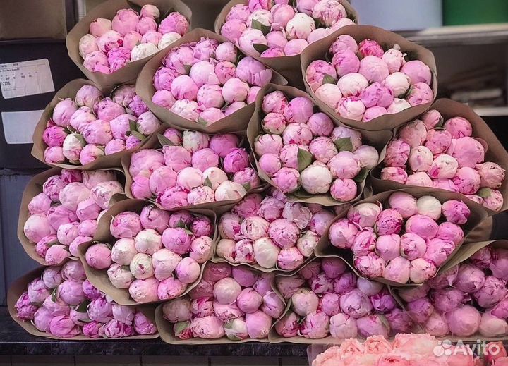 Цветы пионы Букет пионов Пионы Цветы