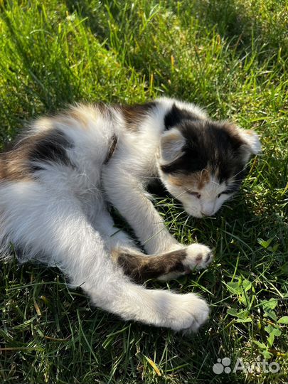 Кошка в дар бесплатно