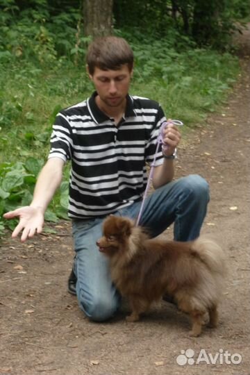 Предлагаются кобели для вязки