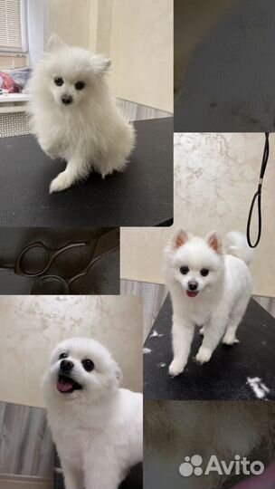 Услуги грумера/Стрижка собак