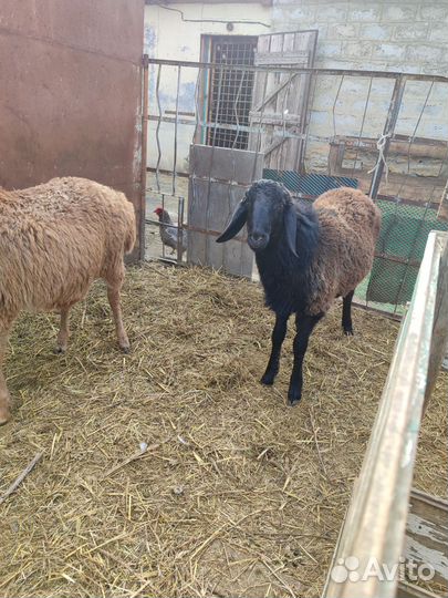 Гиссарские баранчики