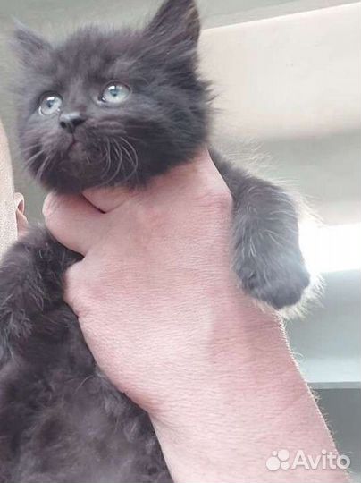 Котята бесплатно