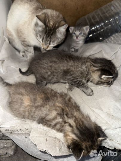 Котята в добрые руки