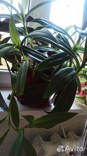 Традесканция Рэо