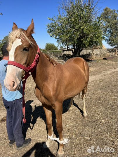 Продается лошадь обученная в бричке