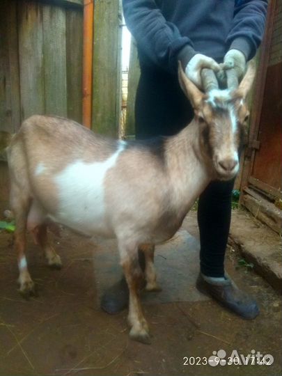 Продам коз