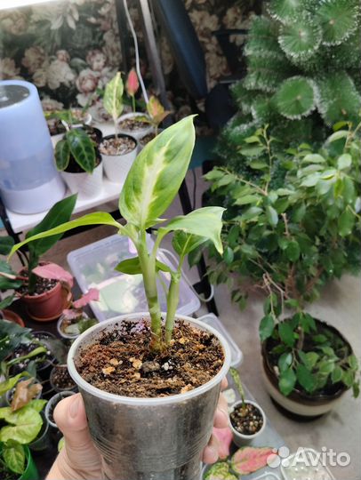 Комнатные растения часть 3