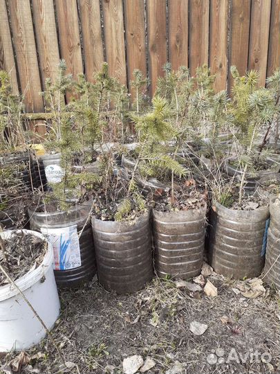 Ель колючая