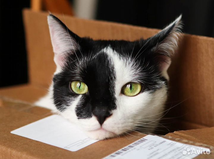 Любопытный котик Каспий