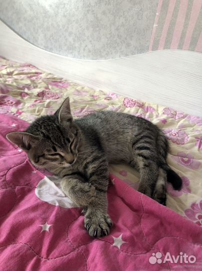 Найден котенок