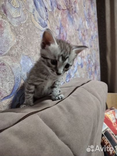 Котик ищет дом
