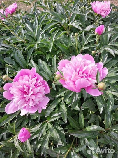 Пионы саженцы