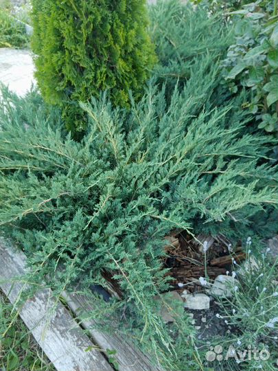Можжевельник казацкий 2 сорта (саженцы)
