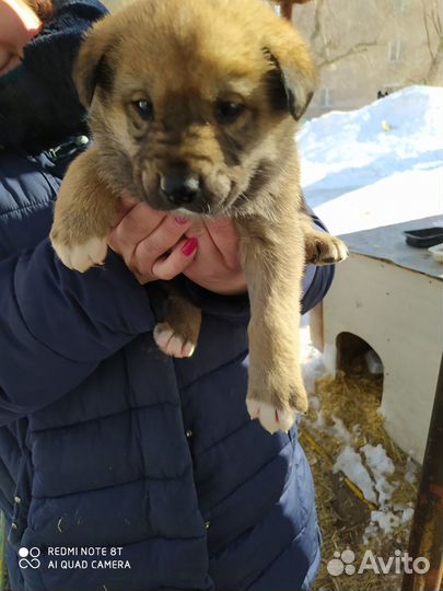 Щенки мальчишки