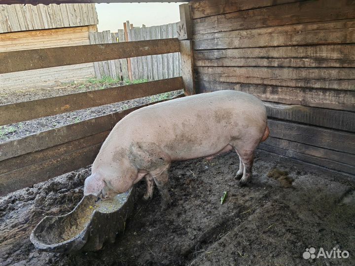 Продаю поросят порода ландрас