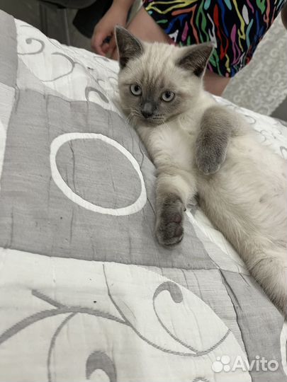 Британская котенок